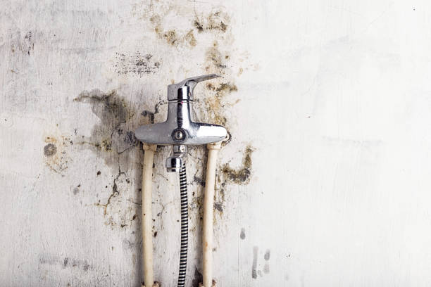 Best Toxic Mold Removal  in Spencerport, NY