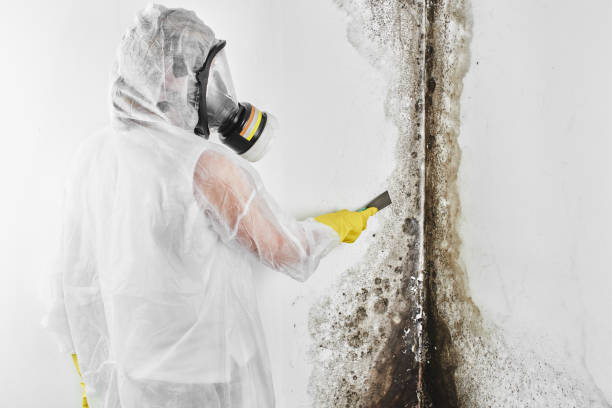 Best Mold Damage Repair  in Spencerport, NY