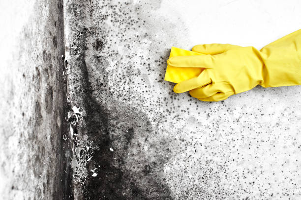 Best Professional Mold Removal  in Spencerport, NY