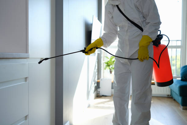 Best Attic Mold Removal  in Spencerport, NY