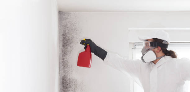 Best Mold Remediation  in Spencerport, NY