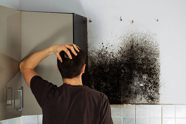 Best Mold Removal Company Near Me  in Spencerport, NY