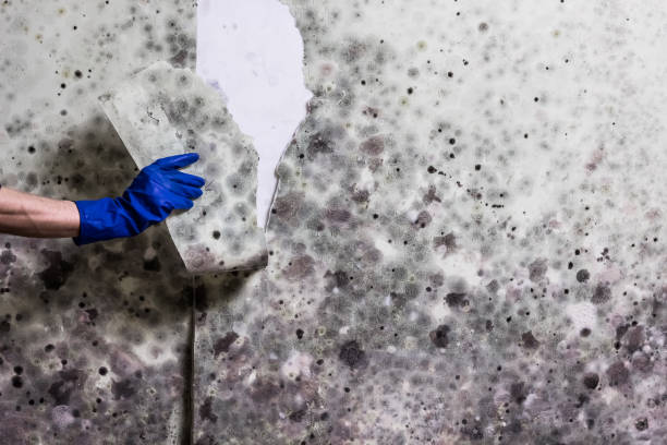 Best Best Mold Removal Companies  in Spencerport, NY
