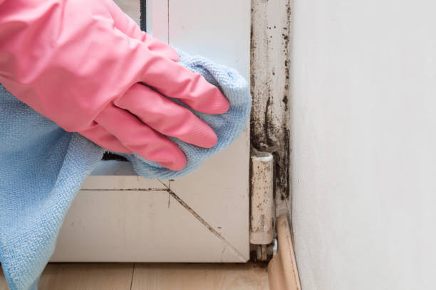 Best Commercial Mold Removal  in Spencerport, NY